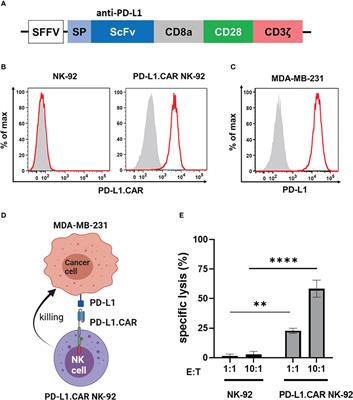 Preclinical assessment of CAR-NK cell-mediated killing efficacy and pharmacokinetics in a rapid zebrafish xenograft model of metastatic breast cancer